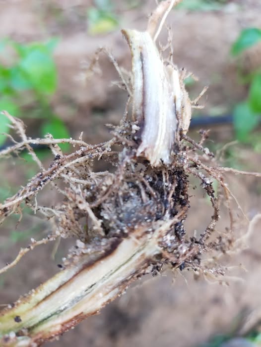 السلام عليكم ورحمة الله وبركاته ما التشخيص والعلاج لو سمحتم